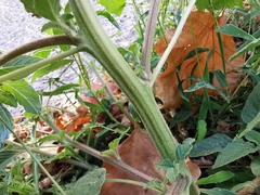 Amaranthus retroflexus