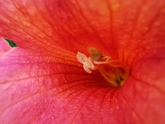 Campsis grandiflora