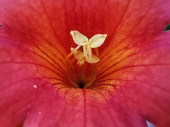 Campsis grandiflora