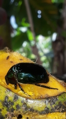 Lagochile emarginata