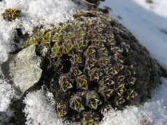 Myosotis pulvinaris