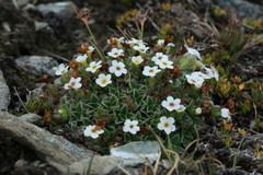 Myosotis pulvinaris