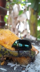 Lagochile emarginata