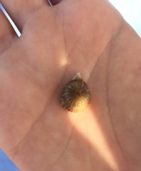 Anemonia viridis