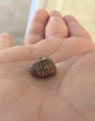 Anemonia viridis
