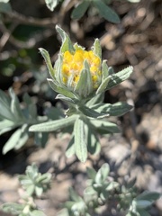 Helichrysum splendidum