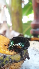 Lagochile emarginata