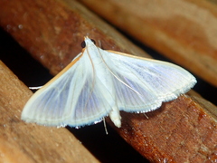 Palpita vitrealis