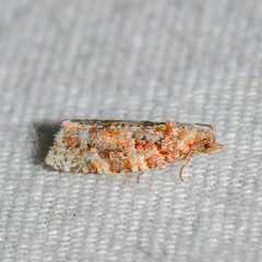 Argyrotaenia tabulana