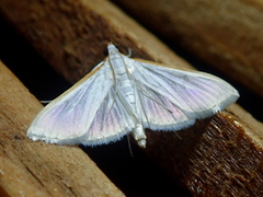 Palpita vitrealis