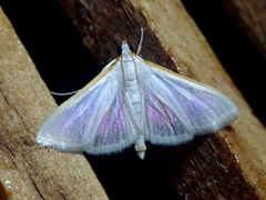 Palpita vitrealis