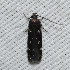 Aroga compositella