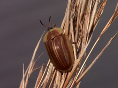 Anacassis fuscata