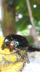 Lagochile emarginata