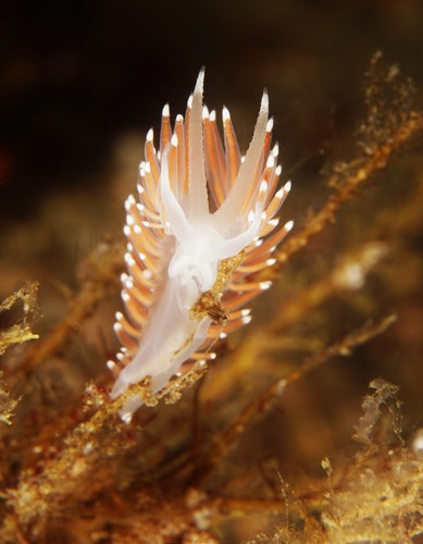 Coryphella nobilis