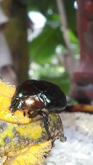 Lagochile emarginata