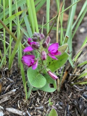 Polygala ohlendorfiana