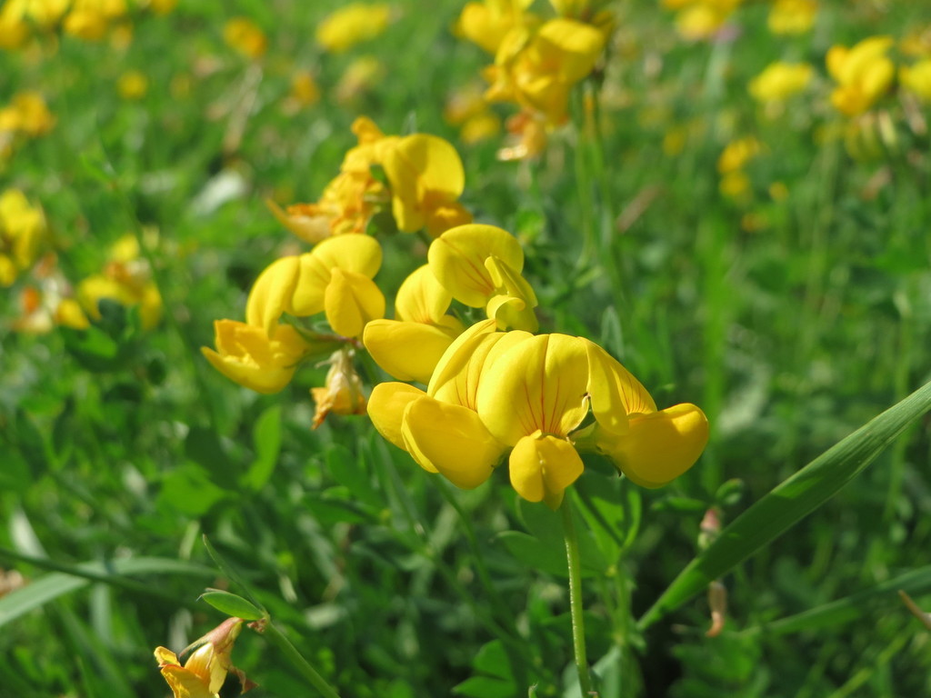 Lotus corniculatus