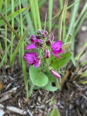 Polygala ohlendorfiana