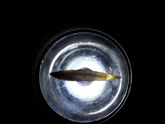 Aplocheilus