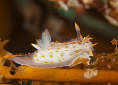 Polycera quadrilineata