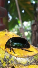 Lagochile emarginata