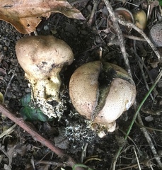 Scleroderma verrucosum