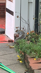 Sciurus carolinensis