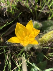 Hypoxis parvifolia