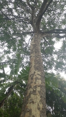 Astronium graveolens