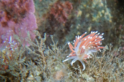 Red-gilled Nudibranch