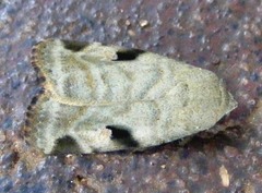 Brevipecten legraini