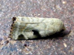 Brevipecten legraini