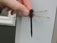 Somatochlora tenebrosa