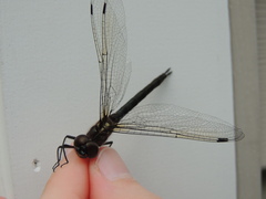 Somatochlora tenebrosa