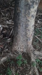 Astronium graveolens