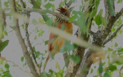 Thamnophilus doliatus