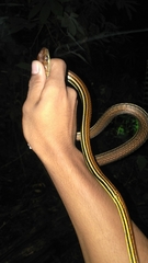 Dendrelaphis caudolineatus