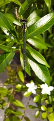 Onychargia atrocyana