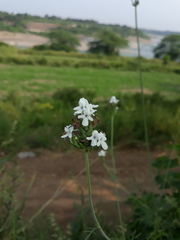 Lavandula bipinnata