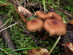 Cortinarius pholideus