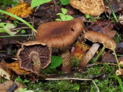 Cortinarius pholideus