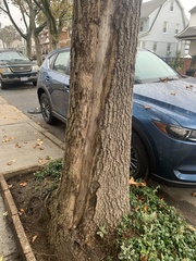 Liquidambar styraciflua