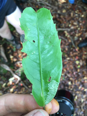 Eumetriochroa panacivermiforma