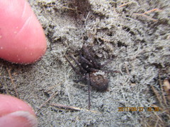 Uliodon albopunctatus