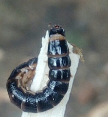 Stenagostus rhombeus