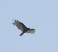 Cathartes aura
