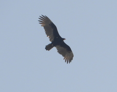 Cathartes aura