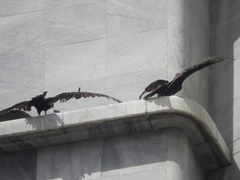 Cathartes aura