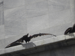 Cathartes aura